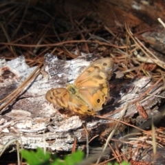 Heteronympha merope (Common Brown Butterfly) at Fadden, ACT - 9 Jan 2016 by RyuCallaway