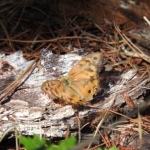 Heteronympha merope at Fadden, ACT - 10 Jan 2016