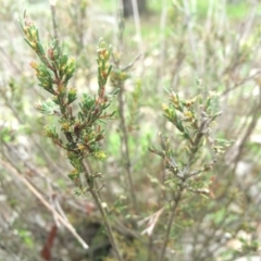 Dillwynia sericea at Mount Majura - 12 Sep 2014 by AaronClausen