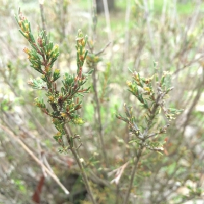 Dillwynia sericea at Mount Majura - 12 Sep 2014 by AaronClausen