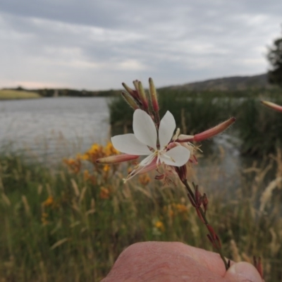 Oenothera lindheimeri (Clockweed) at Gordon, ACT - 6 Dec 2015 by michaelb