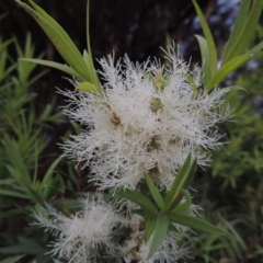 Melaleuca linariifolia at Gordon, ACT - 6 Dec 2015 07:45 PM