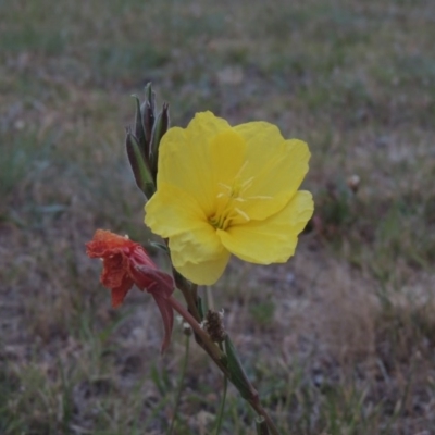 Oenothera stricta subsp. stricta (Common Evening Primrose) at Gordon, ACT - 6 Dec 2015 by michaelb