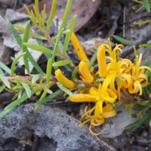 Persoonia chamaepeuce at Tennent, ACT - 29 Dec 2015 08:34 AM