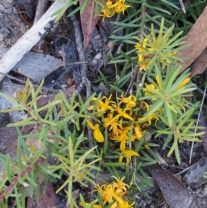 Persoonia chamaepeuce at Tennent, ACT - 29 Dec 2015 08:34 AM