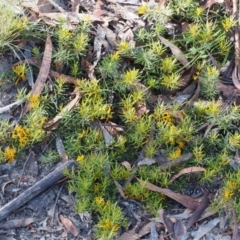 Persoonia chamaepeuce at Tennent, ACT - 29 Dec 2015 08:34 AM