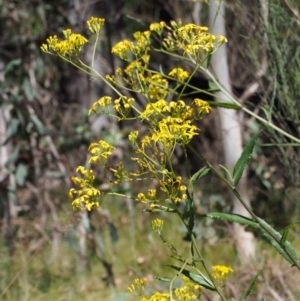 Senecio linearifolius var. denticulatus at Tharwa, ACT - 29 Dec 2015