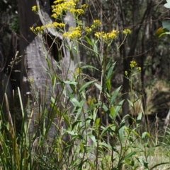 Senecio linearifolius var. denticulatus at Tharwa, ACT - 29 Dec 2015