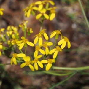 Senecio linearifolius var. denticulatus at Tharwa, ACT - 29 Dec 2015