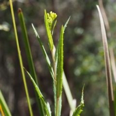 Senecio linearifolius var. denticulatus at Tharwa, ACT - 29 Dec 2015