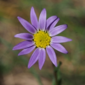 Calotis scabiosifolia var. integrifolia at Tennent, ACT - 29 Dec 2015 10:19 AM