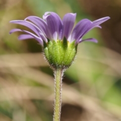 Calotis scabiosifolia var. integrifolia at Tennent, ACT - 29 Dec 2015 10:19 AM