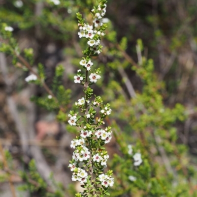 Baeckea utilis (Mountain Baeckea) at Tennent, ACT - 29 Dec 2015 by KenT