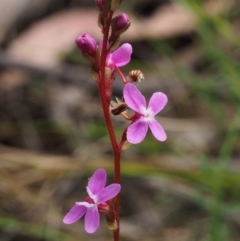 Stylidium sp. (Trigger Plant) at Tennent, ACT - 29 Dec 2015 by KenT