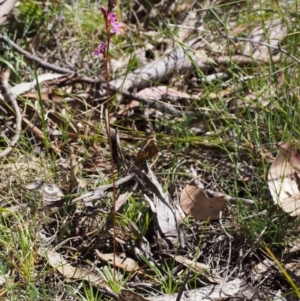 Stylidium sp. at Tennent, ACT - 29 Dec 2015