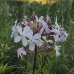 Saponaria officinalis (Soapwort, Bouncing Bet) at Paddys River, ACT - 9 Dec 2015 by michaelb