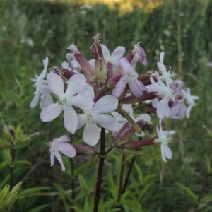 Saponaria officinalis at Paddys River, ACT - 9 Dec 2015