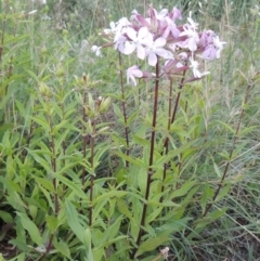 Saponaria officinalis at Paddys River, ACT - 9 Dec 2015