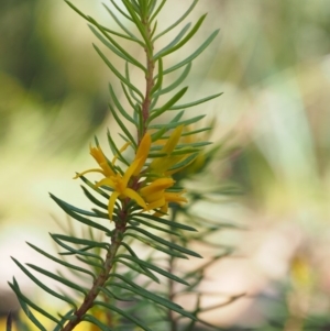 Persoonia chamaepeuce at Cotter River, ACT - 8 Jan 2016