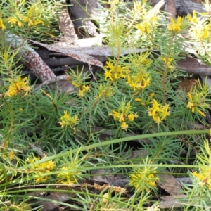 Persoonia chamaepeuce at Cotter River, ACT - 8 Jan 2016