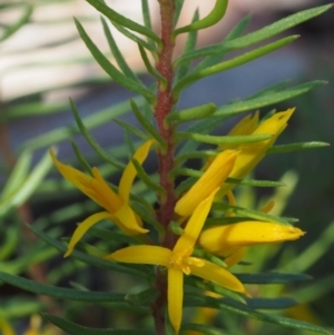 Persoonia chamaepeuce at Cotter River, ACT - 8 Jan 2016