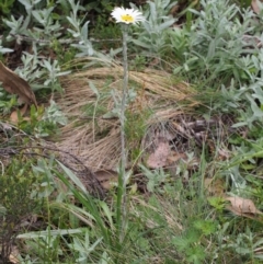 Celmisia tomentella at Cotter River, ACT - 8 Jan 2016