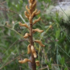 Gastrodia entomogama (Brindabella potato orchid) at Cotter River, ACT - 8 Jan 2016 by KenT