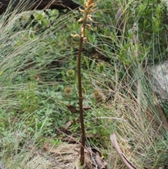 Gastrodia entomogama at Cotter River, ACT - 8 Jan 2016