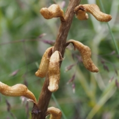 Gastrodia entomogama at Cotter River, ACT - 8 Jan 2016