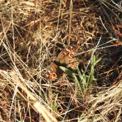 Junonia villida (Meadow Argus) at Fadden, ACT - 10 Jan 2016 by RyuCallaway