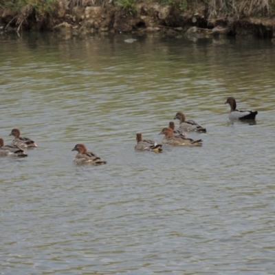 Chenonetta jubata (Australian Wood Duck) at Gordon, ACT - 6 Dec 2015 by michaelb