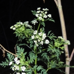 Conium maculatum (Hemlock) at Tennent, ACT - 11 Jan 2016 by MichaelBedingfield