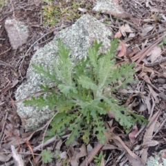 Senecio bathurstianus (Rough Fireweed) at Conder, ACT - 18 Aug 2014 by MichaelBedingfield