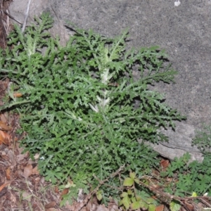 Senecio bathurstianus at Theodore, ACT - 19 Jul 2014