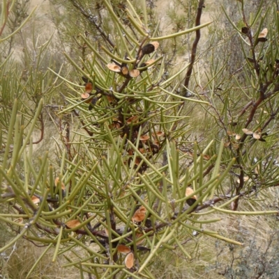 Hakea microcarpa (Small-fruit Hakea) at Cotter River, ACT - 9 Oct 2011 by jeremyahagan