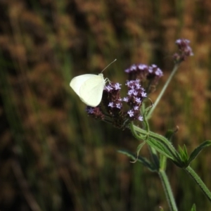 Pieris rapae at Weston, ACT - 12 Jan 2016