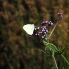 Verbena incompta (Purpletop) at Weston, ACT - 11 Jan 2016 by RyuCallaway