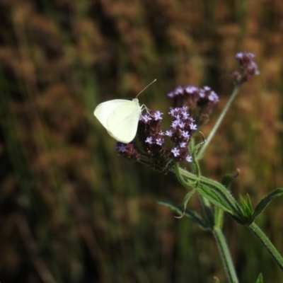 Verbena incompta (Purpletop) at Weston, ACT - 12 Jan 2016 by ArcherCallaway