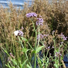 Verbena incompta at Weston, ACT - 12 Jan 2016