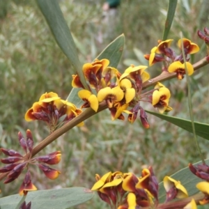 Daviesia mimosoides at Cotter River, ACT - 10 Oct 2011 12:59 PM