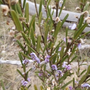 Hovea asperifolia subsp. asperifolia at Cotter River, ACT - 10 Oct 2011 01:31 PM