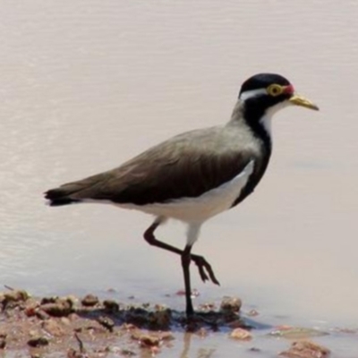 Vanellus tricolor (Banded Lapwing) at Googong Foreshore - 14 Mar 2015 by COG