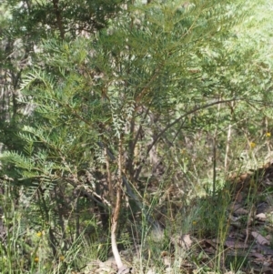 Polyscias sambucifolia subsp. Short leaflets (V.Stajsic 196) Vic. Herbarium at Cotter River, ACT - 8 Jan 2016