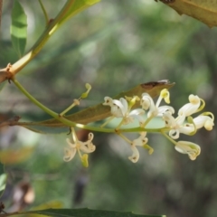 Lomatia myricoides (River Lomatia) at Cotter River, ACT - 7 Jan 2016 by KenT