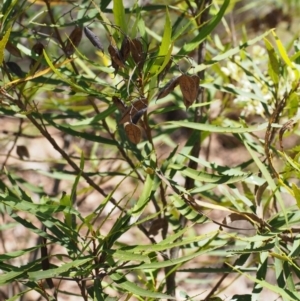 Lomatia myricoides at Cotter River, ACT - 8 Jan 2016