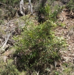 Lomatia myricoides at Cotter River, ACT - 8 Jan 2016 10:21 AM