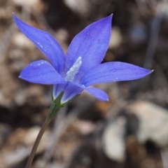 Wahlenbergia gloriosa (Royal Bluebell) at Cotter River, ACT - 8 Jan 2016 by KenT