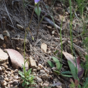 Wahlenbergia gloriosa at Cotter River, ACT - 8 Jan 2016 10:21 AM