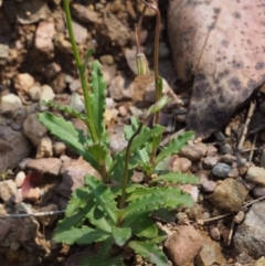 Wahlenbergia gloriosa at Cotter River, ACT - 8 Jan 2016 10:21 AM