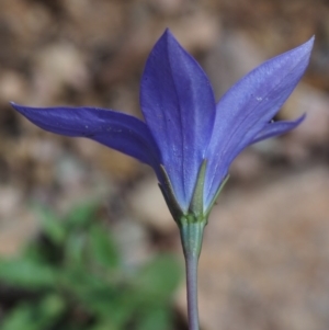 Wahlenbergia gloriosa at Cotter River, ACT - 8 Jan 2016 10:21 AM